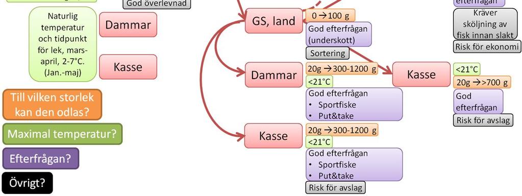 De ekonomiska förutsättningarna att odla regnbåge till matfiskstorlek i RAS är sämre än att odla fisken till samma storlek i kasse och