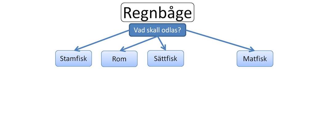 Regnbåge odlas huvudsakligen till matfisk men är även den vanligast förekommande fisken vid utsättningar för put&take-fiske i den södra delen av landet.