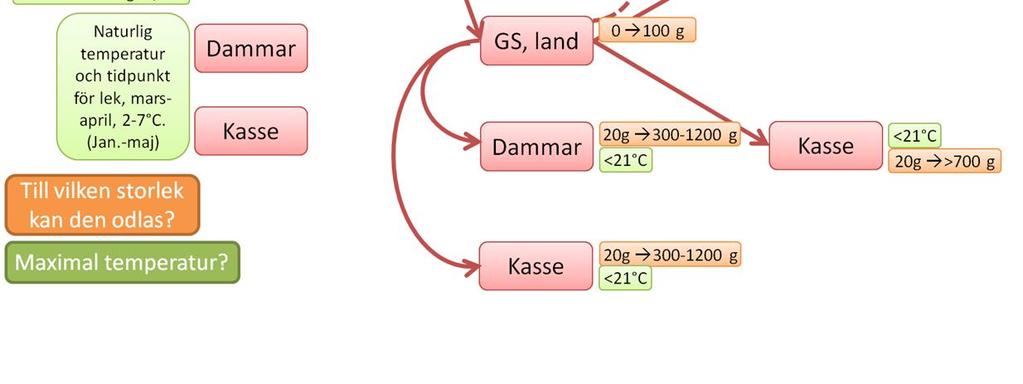 För stamfisken är temperaturen i vattnet och förändringar av denna den mest betydande faktorn för att fisken ska bli lekmogen. Även ljusförhållandena spelar till viss del in i processen.