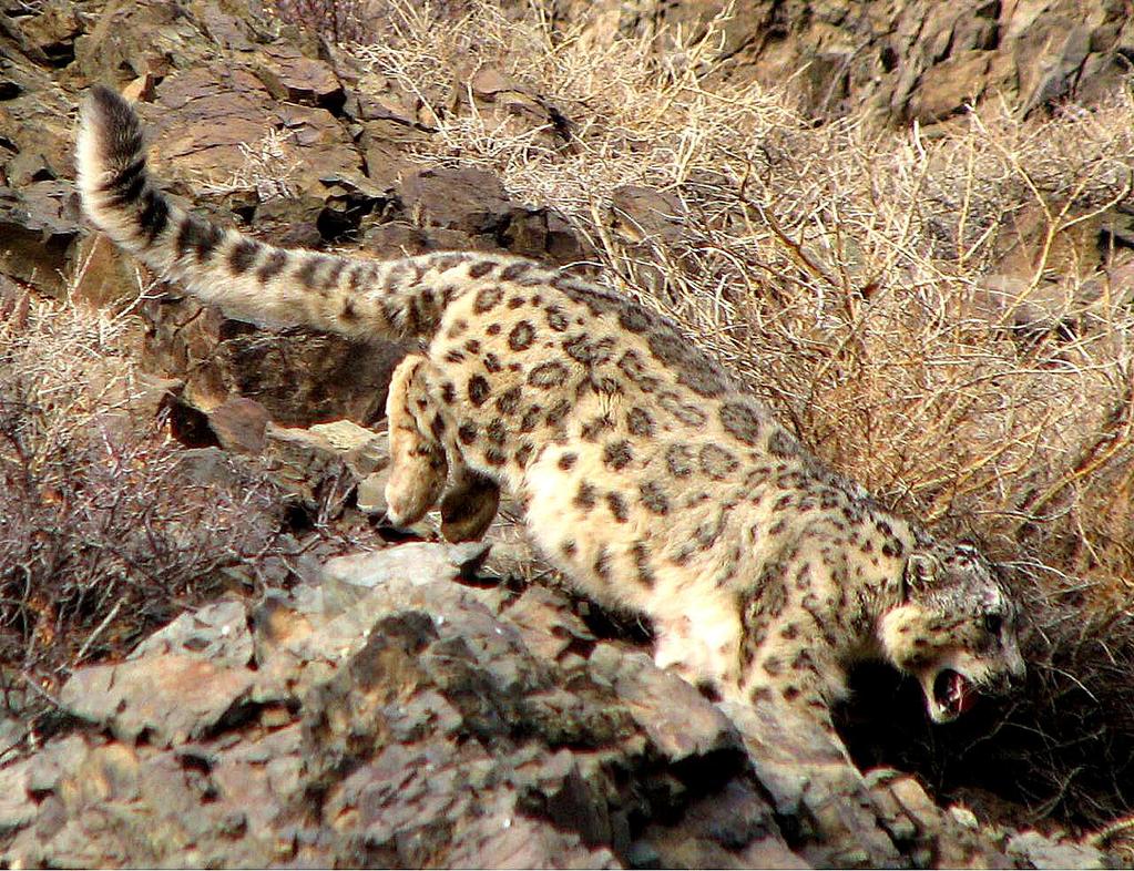 Mongoliet, snöleopard 4 13 oktober 2019 Extradagar: 29 september 3 oktober med HG Karlsson Snöleopard i Jargalantbergen.