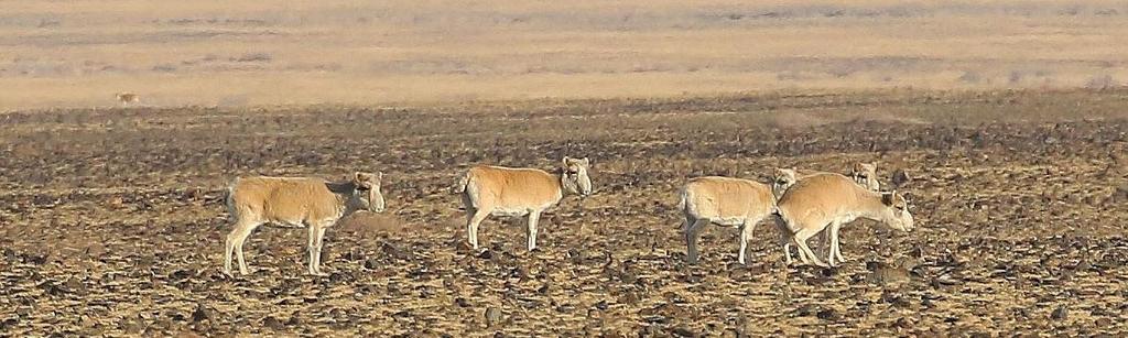 Och detta på en behaglig höjd med skönt klimat. AviFauna kan nu erbjuda en bekväm snöleopardresa till västra Mongoliet. I området ligger också den fina fågelsjön Khar Us Nuur.