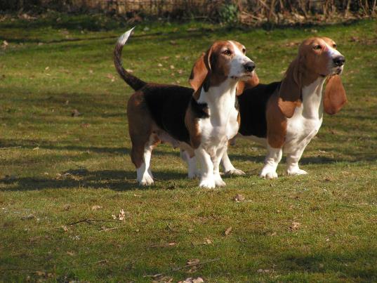 2017 Årsbok för Basset Artesien