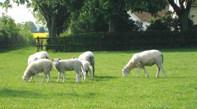 GEV Stabil Härdig slåtterblandning Till ensilage Till mjölk- & köttproduktion Eng.
