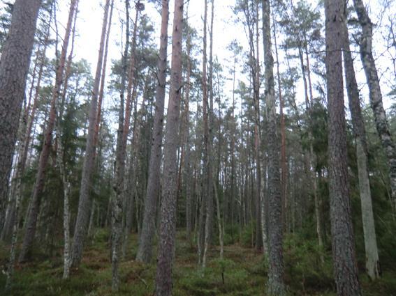 Lantmäteriförrättning kommer att genomföras då gårdscentrum ej ingår i försäljningen.