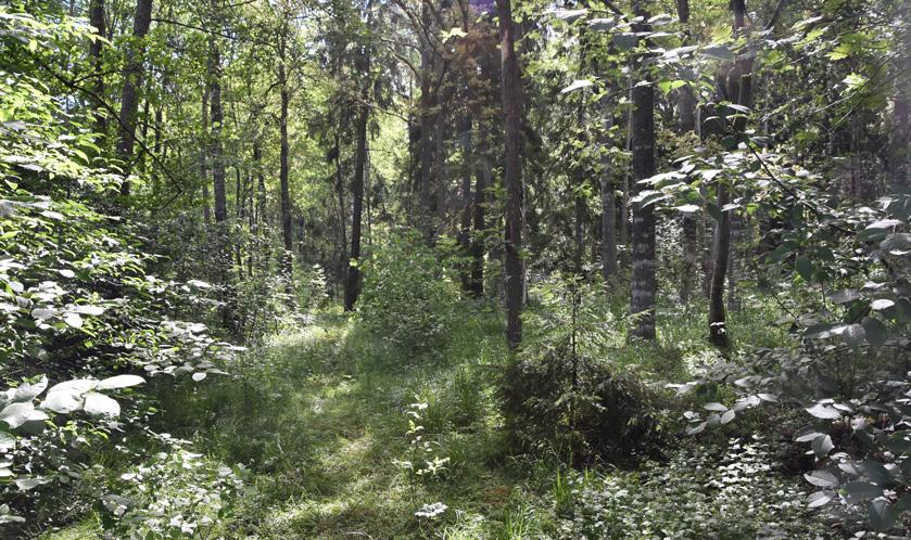 I direkt anslutning till gymmet finns en skog med motionsspår, sportfältet med