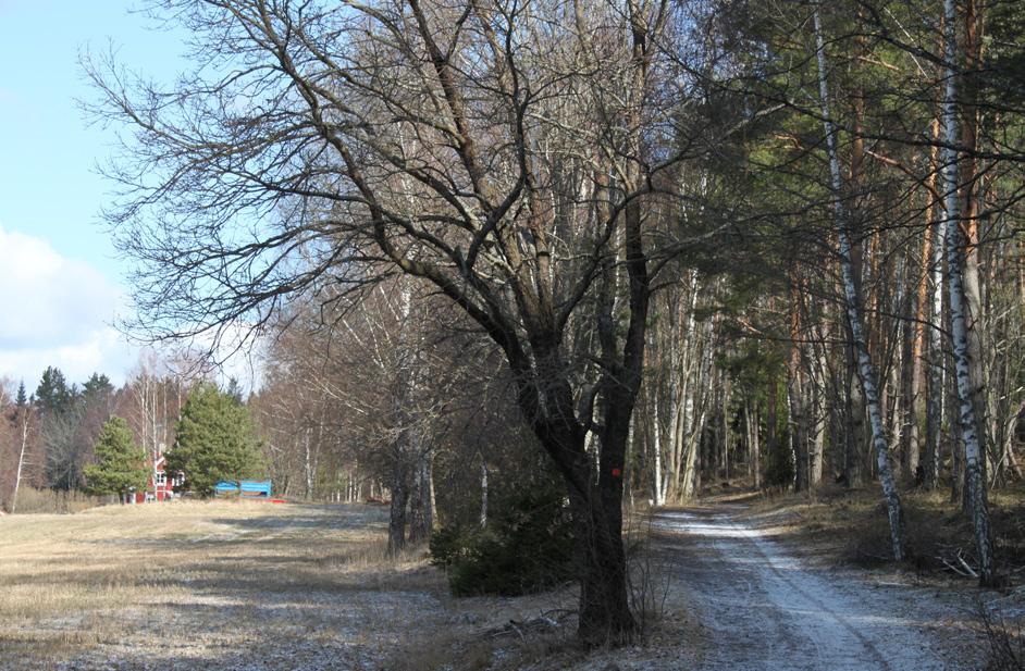 Dessa förutsättigar och dess kosekveser såsom jordmå, solläge, tillgåg till vatte och möjlighet till bra färdvägar avgör hur marke har aväts.