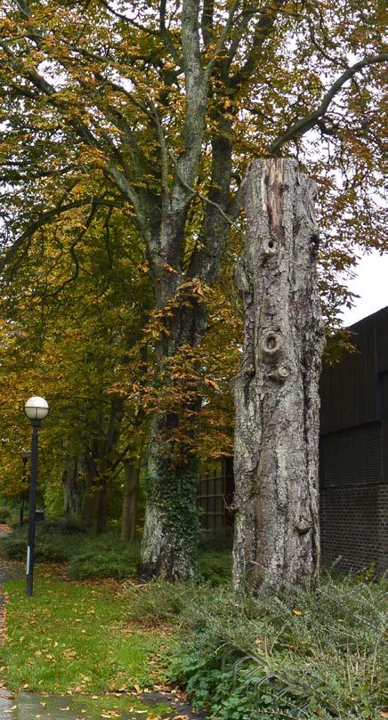 38 39 Karta 7. Resultat från översiktlig NVI av Lunds stad 2016. Stångby ingick inte i uppdaget. Skraffering i rött, orange och gult visar värdefull natur på kommunnivå.