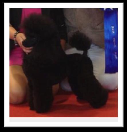 44 poäng Poodleidoo s Sky is The Limit Ägare & Uppfödare: Anna-Lena Ung 38 poäng DK UCH, SE UCH US CH Rusch Mix Ada Ägare & Uppfödare: Anna och Nils-Arne Törnlöv 36 poäng SE JV-13, SE UCH, SE V-13