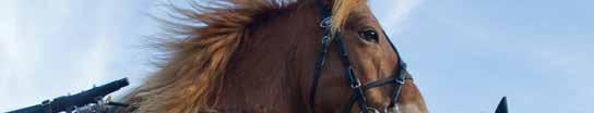 . Def.9 Hedlunds Åkeri Dalatravet Gävleborgs Ponnymontéserie 08, Försök. Kategori A, ridna av A-B- eller C- licensinnehavare. 0 m. Monté. Tillägg Intervallhandicap grundtid.0,0 intervall, s/0 m.