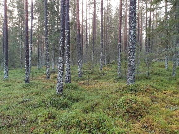 Skogsfastighet -