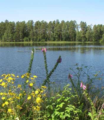 Natur, kultur och stiftsreservat Kyrkans egendomar utgörs av kyrkor, begravningsplatser, skog och jord. Bevarande av naturvärden är en naturlig del i skogs- och jordbruket på kyrkans marker.
