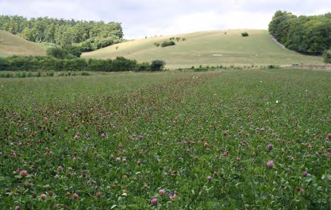 pollinerande insekter och fåglar. Därför bör det finnas blommande arter och arter med olika blomformer i odlingen under så stor del som möjligt av odlingssäsongen.