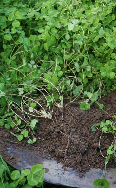 Genom att ympa utsädet kan kvävefixeringen bli bättre Alla jordar innehåller inte Rhizobiumbakterier, speciellt inte om du inte odlat baljväxter under en längre tid.