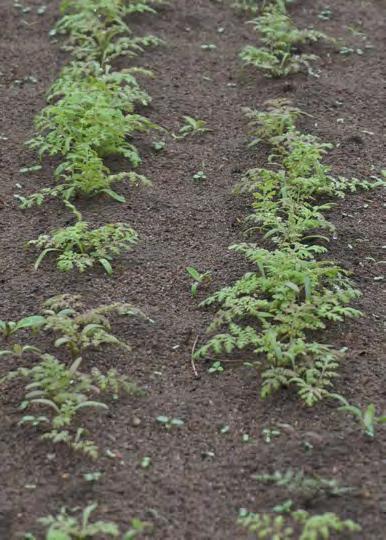 Korsblommiga fånggrödor kan nå ett rotdjup på uppemot 2 meter.