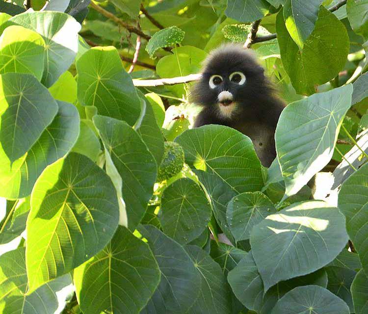 Såg även ett mörkt djur sitta i en trädtopp, bör ha varit en gibbon i mörk fas.