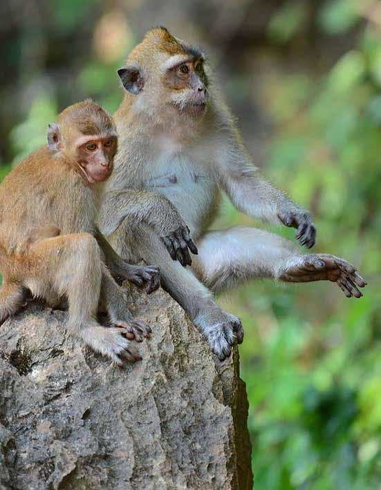 !! Fick även en härlig bild på händelsen. Morgonen den 3/2 i Khao Sok National Park hörde vi gibboner sjunga på avstånd vid ett par tillfällen.