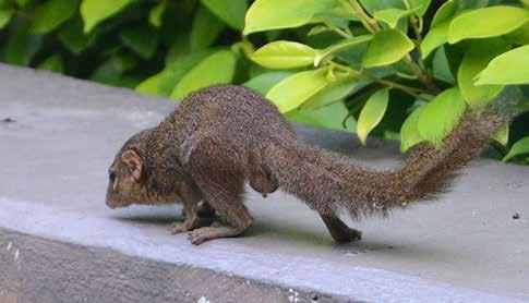 Pallasekorre, Rödbukig ekorre (Pallas s squirrel) Callosciurus erythraeus Fotograferade en i trädgården på Centara Beach Hotel i Krabi den 27/1. Snygg liten sak som var ganska orädd.