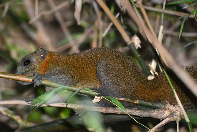 Svart jätteekorre (Black Giant Squirrel) Ratufa bicolor Såg en stor ekorre högt uppe i bladverket under vandringen i Khao Sok den 3/2.