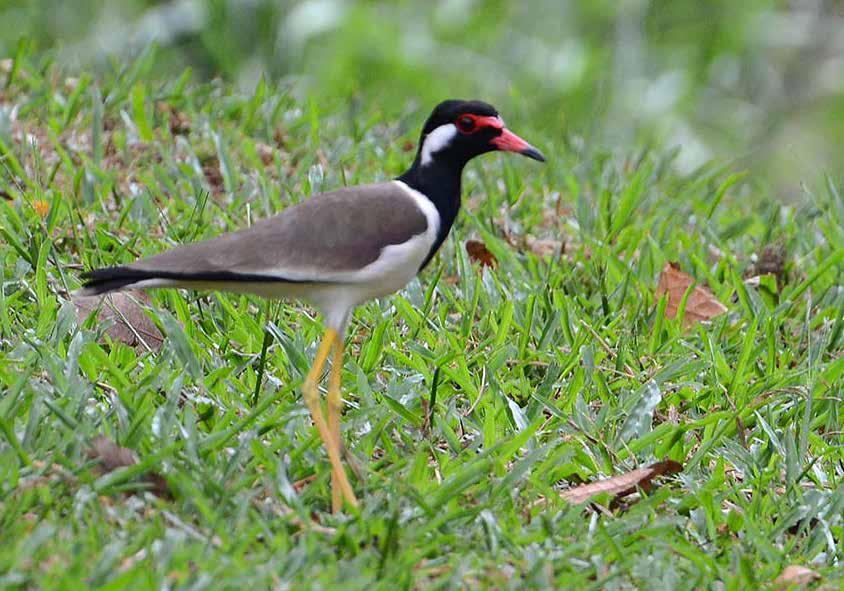 Ordning Vadarfåglar (Charadriiformes) Pipare (Charadriidae) Rödflikvipa (Redwattled lapwing) Vanellus indicus Hittade ett par som höll till på en gräsytan vid Back-to-Basic-Lodge i Khao Sok den 2/2.