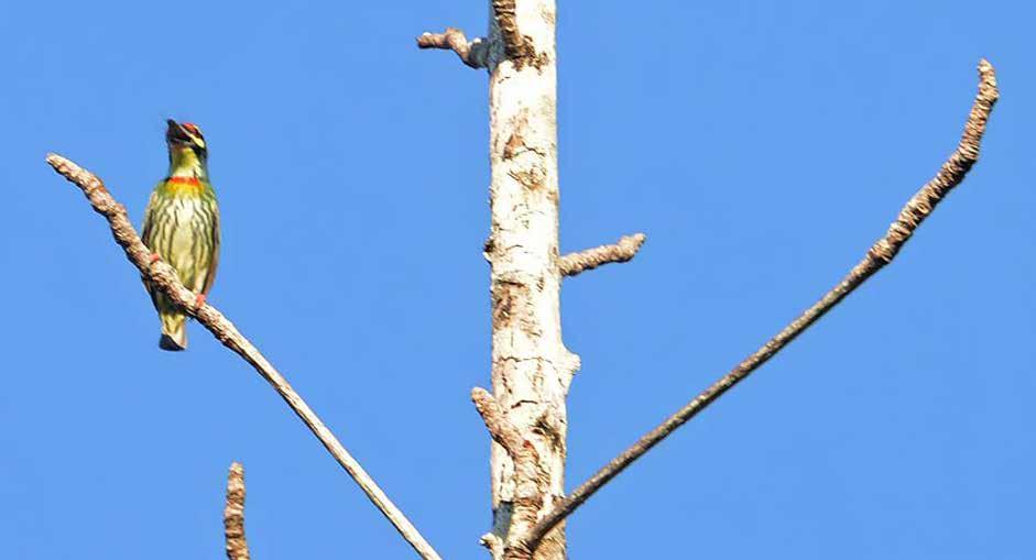 den 28/1. Asiatisk palmseglare (Asian palm swift) Cypsiurus balasiensis Vanlig där det var palmer vid kusten. Sågs i stort antal på Hotel Centara Beach bland alla kokospalmerna den 21-28/1.