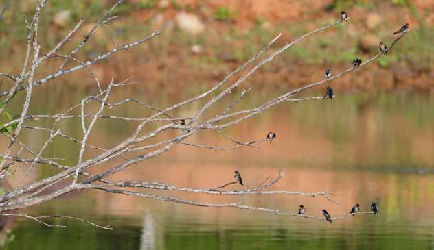 ORDNING TRAN- OCH RALLFÅGLAR (GRUIFORMES) Rallidae, Rallar Vattenhöna (White-breasted Waterhen) Amaurornis phoenicurus Två som spatserade omkring i ett dike med näckrosor mitt inne i södra Khao Lak