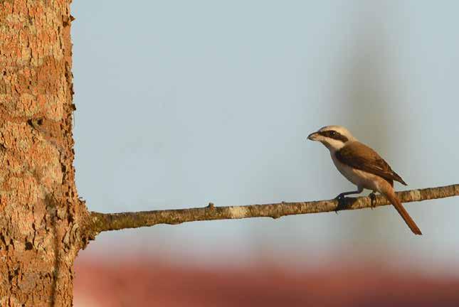 Strimgylling (Dark-throated oriole) Oriolus xanthonotus En ungfågel i ett bambusnår på nära håll vid ett rastställe på väg till Krabi Airport den 4/2.