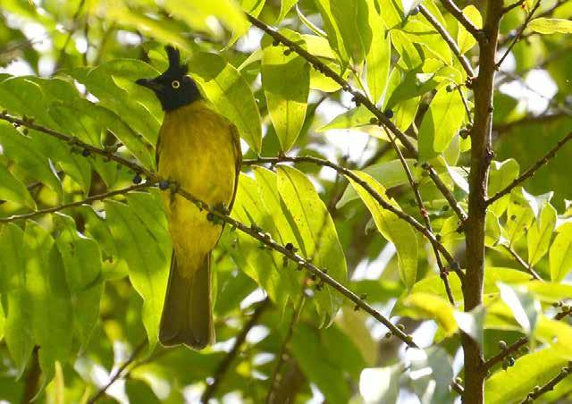 Ockragumpad bulbyl (Buff-vented bulbul) Iole olivacea Ett par på Centara Beach hotellområde i Krabi den 21-26/1. Ganska biffig bulbyl! Skulkig!