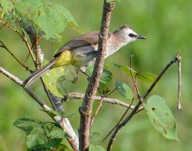 Vi såg den oftast ensam till skillnad från övriga bulbyler. Gråögd bulbyl (Grey-eyed bulbul) Iole propinqua En i en trädridå nära tältlodgen i Khao Sok National Park den 2/2.