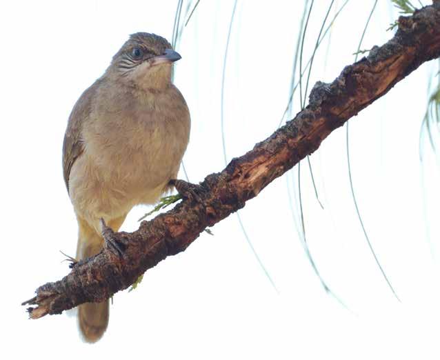 Lövsångare (Phylloscopidae) Nordsångare (Arctic warbler) Phylloscopus borealis 3-4 stycken tillsammans med minst en drillsångare och ett par andra obestämda småtättingar vid en flodravin i Khao Sok