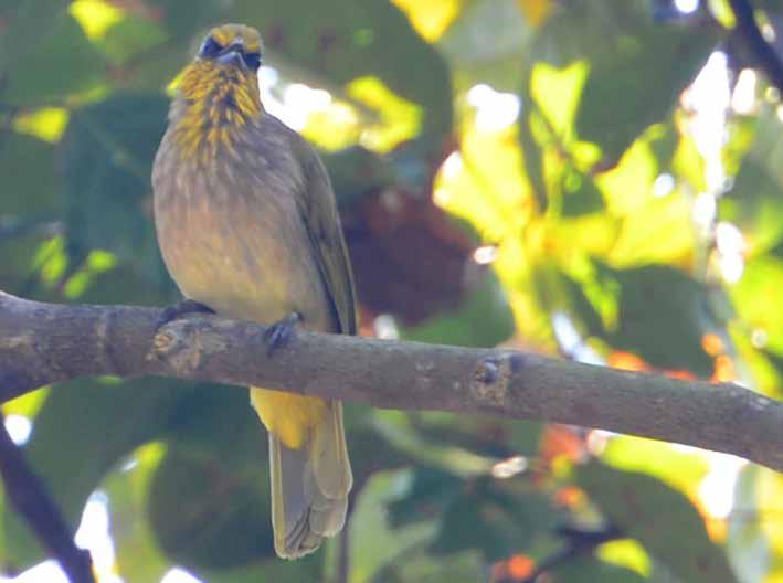 Roligt med lite Phylloscopus-träning i Thailand.