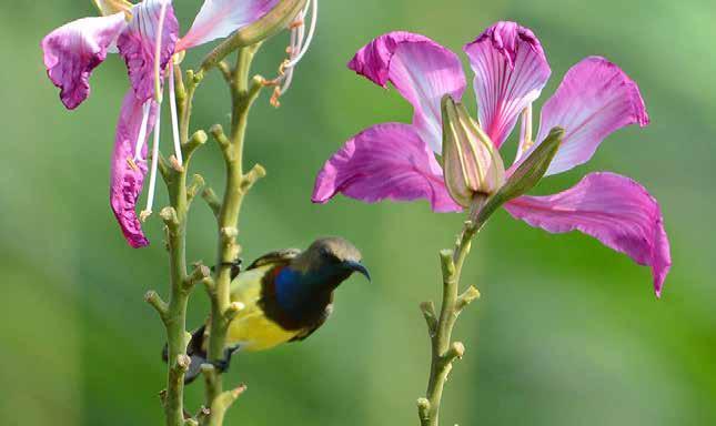 Blomsterpickare (Dicaeidae) Rubinblomsterpickare (Scarlet-breasted flowerpecker) Prionochilus thoracicus En hane och en hona som flög över mig och landade kort i ett träd innan de drog vidare igen.