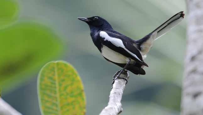 Gulbröstad blomsterpickare (Yellow-breasted flowerpecker) Prionochilus maculatus En satte sig i en buske på riktigt nära håll vid en väg inne i Khao Sok National Park den 3/2.