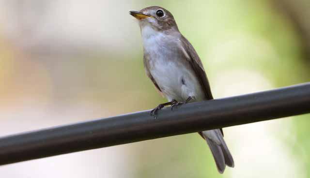 Flugsnappare (Muscicapidae) Blåtrast (Blue rock trush) Monticola solitarius Hittade en vacker hanne på stigen mellan Centara Beach och Ao Nang den 22-23/1. Den bjöd på en fin show på nära håll.