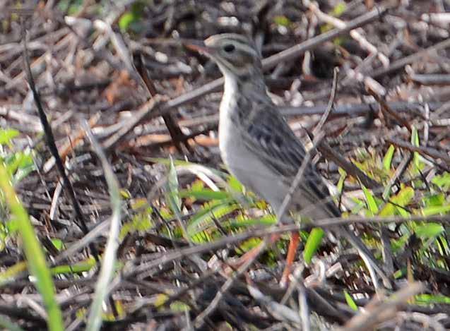 Orientshama (Oriental magpie robin) Copsychus saularis Sågs varje dag i Krabi och Khao Lak den 21/1-4/2. Många sjungande hannar på nära håll.