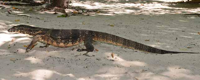 Långsvansad solskink (Long-tailed sun skink) Eutropis longicaudata Vanlig och charmig liten skink som vi hittade dagligen kring hotell och i de tropiska skogar vi besökte i Thailand den 21/1-4/2.