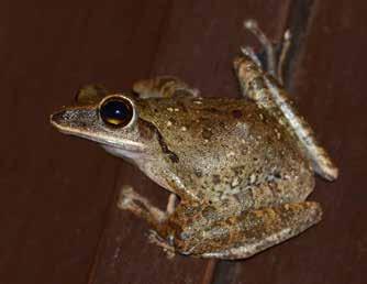 Hade även en observation av en relativt stor och grov skink som vi hittade på berget mellan Hotell Centara Beach och Ao Nang i Krabi den 21/1.