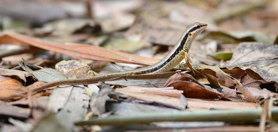 Blanfords betselorm (Blanfords Bridle snake) Dryocalamus davisonii Snygg, smal sak som precis blivit överkörd av en motorcykel inne på en stig i Khao Sok National Park under vandringen den 3/2.