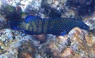 Blåprickig hind Scorpaenidae, Skorpionfiskar Långfenad drakfisk (Lionfish) Pterois volitans Ett litet exemplar kom glidande över bottnen nära land vid andra dykningen på Similan Island den 29/1.
