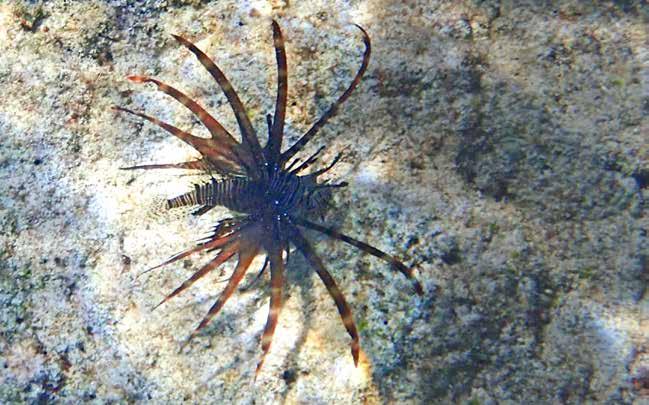 Echeneidae, Remoror, sugfiskar Hajsugfisk (Sharksucker) Echeneis naucrates En liten hajsugfisk liftade på en jättelik mjölkfisk vid Similan Islands, 29/1. Se bilden på sidan 19.