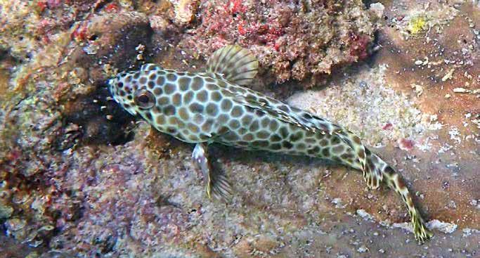 Jättetrevelly (Giant trevelly) Caranx ignobilis En halvstor bjässe som jagade genom ett jättestim med fusilier och andra fiskar på Similan Islands den 29/1. En ikon-fisk!