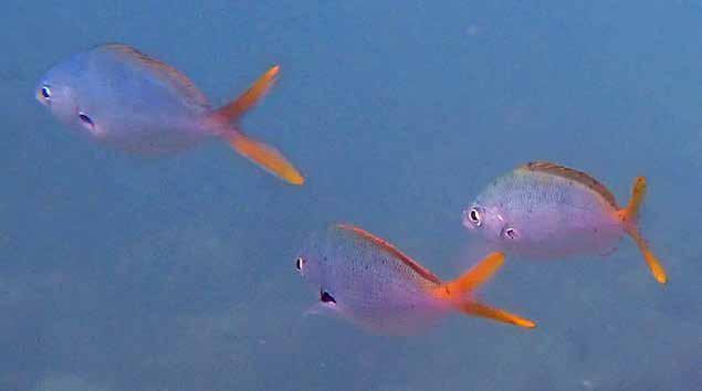 Storögd snapper (Bigeye snapper) Lutjanus lutjanus Sedd två gånger. Både vid Koh Daeng den 26/1 samt på Similan den 29/1.