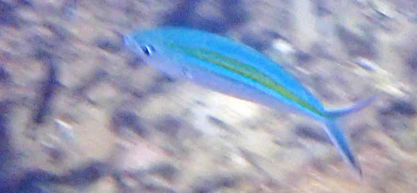 Ganska skygg och höll sig i skuggorna på bottnen så det blev bara skitbilder på dem. Starry grouper Cephalopholis sp Ett enda exemplar sedd vid Chicken Island den 24/1.