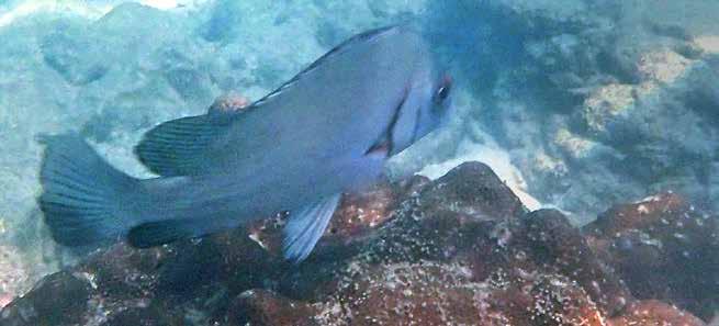 Haemulidae, Sötläppar och grymtfiskar Svart grymtfisk (Black sweetlip) Plectorhinchus sordidus En ganska stor pjäs som rörde sig tillsammans med en Gibbus vid Phi Phi Islands den 25/1.