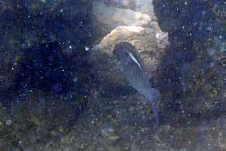 Underbara Similan Islands levererade både på fisk- och fågelfronten den 29/1. Vill tillbaka. Sötläpp (Oriental sweetlip) Plectorhinchus orientalis En mycket vacker fisk.