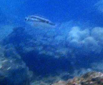 Vagabondfjärilsfisk Blåfläckig fjärilsfisk och mördarmussla Saw-jawed spinecheek Scolopsis ciliatus Hittade en liten ensam gynnare på grunt vatten vid Hong Islands i Krabi skärgård den