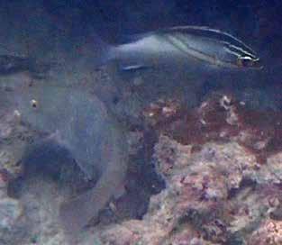 Hittade denna vid Koh Daeng den 26/1 Blåfläckig fjärilsfisk (Bluespot butterflyfish) Chaetodon plebeius Denna orsakade kraftigt huvudbry eftersom jag inte hittade någon liknande i