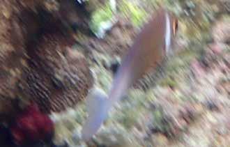 Mullidae, Mullusar Indisk mullus (Indian goatfish) Parupeneus macronema Tog en snorkelrunda vid ett litet rev nära stranden i Khao Lak utanför Hotell Merlin.
