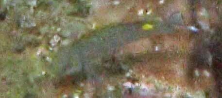 Fläck-och-prick-mullus (Dash-and-dot goatfish) Parupeneus barberinus En som bökade efter något ätbart på bottnen på typiskt mullus-vis. Chicken Island den 24/1.