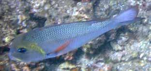 Argusgylta Nemipteridae, Monocle breams och spinecheeks Svartstrimmig mullus (Blackstriped goatfish) Upeneus tragula Ny mullus-art.