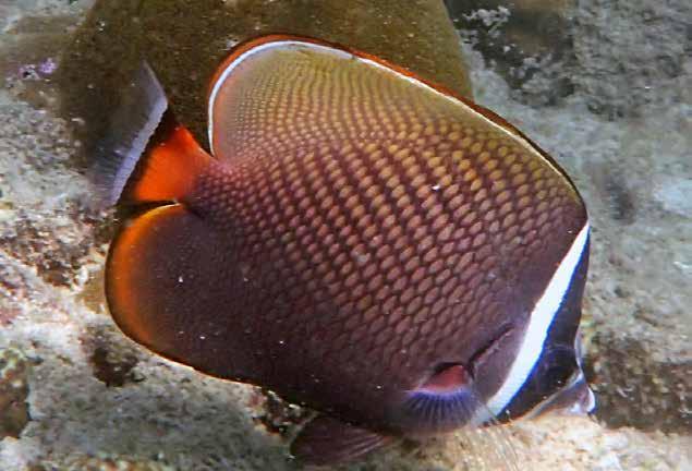 Pempheridae, Sweepers Vanikoro sweeper Pempheris vanicolensis En ensam som svepte fram mellan några korallhobbar och försökte gömma sig i skuggan.